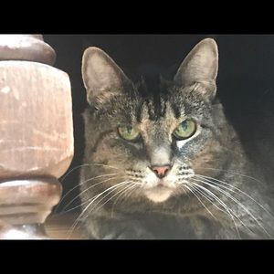 Meet your Posher, Emi